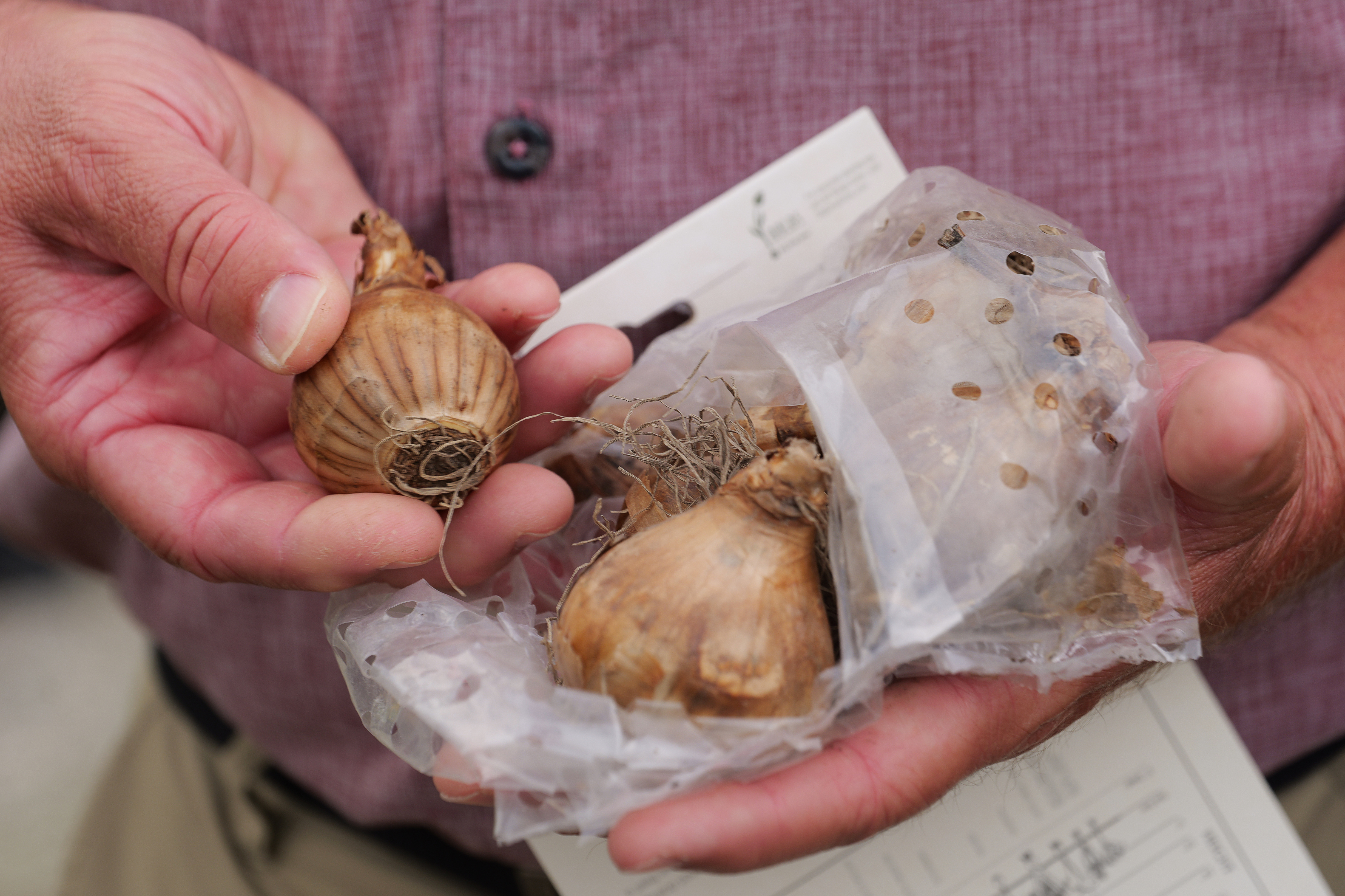 Buried treasure: Plant bulbs now for beautiful blooms this spring